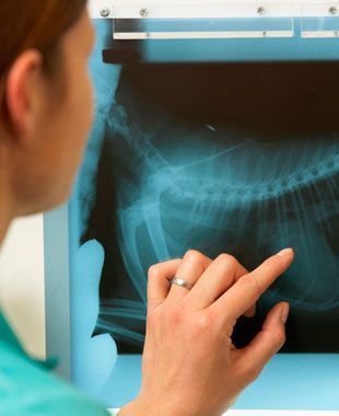 Una mujer señala una radiografía de un perro.