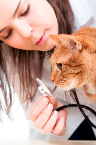 Una mujer está examinando un gato naranja con un estetoscopio.