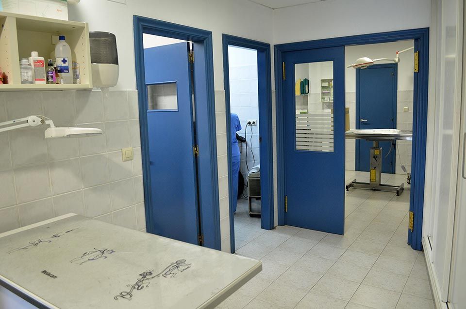 Un consultorio veterinario con una mesa y puertas azules.
