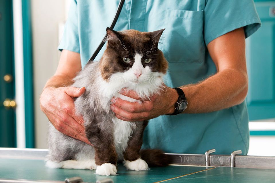 Un veterinario está examinando un gato con un estetoscopio.