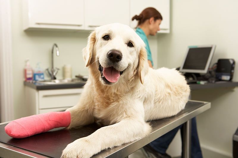 Un perro con un yeso en la pata está acostado en una mesa en el consultorio de un veterinario.