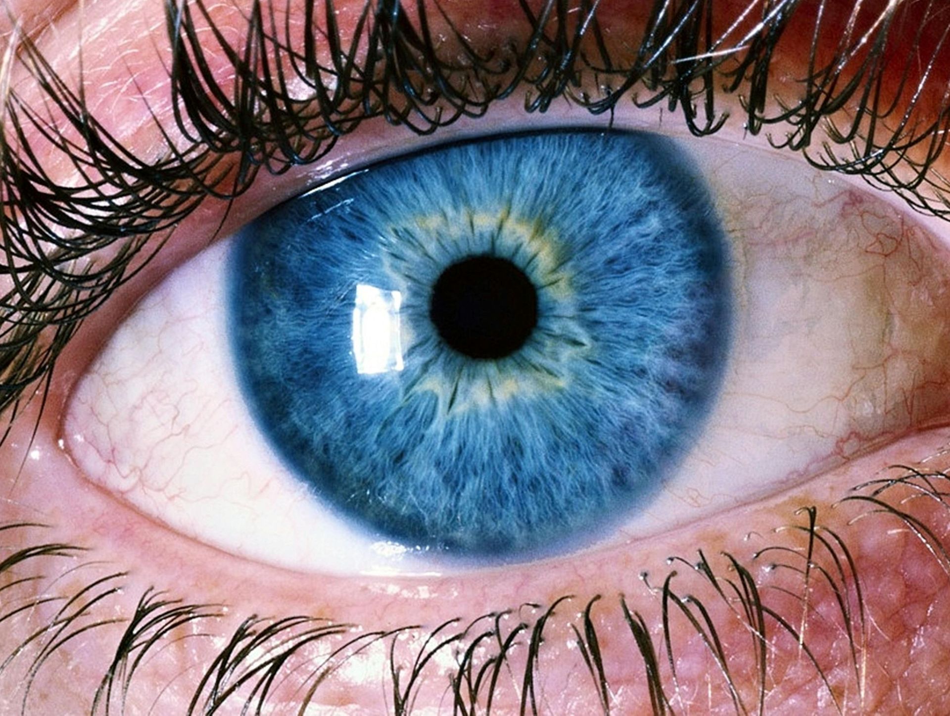 Un primer plano de un ojo azul con pestañas largas.