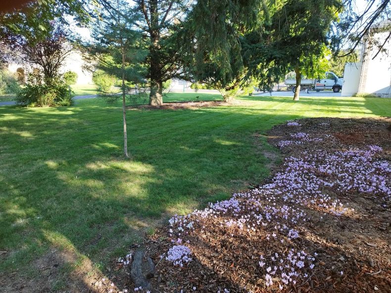 Jardin tondu