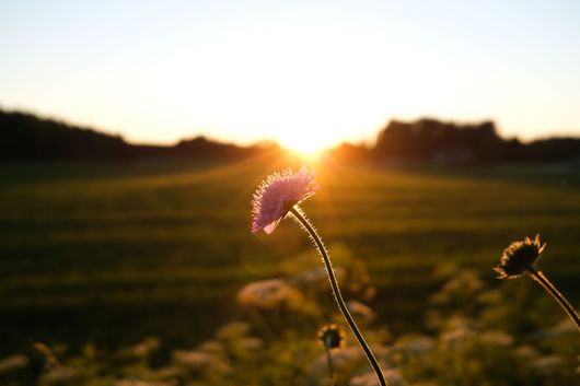 Fleur sauvage se détachant en silhouette au coucher du soleil sur un champ herbeux, avec une chaude lumière dorée à l'horizon