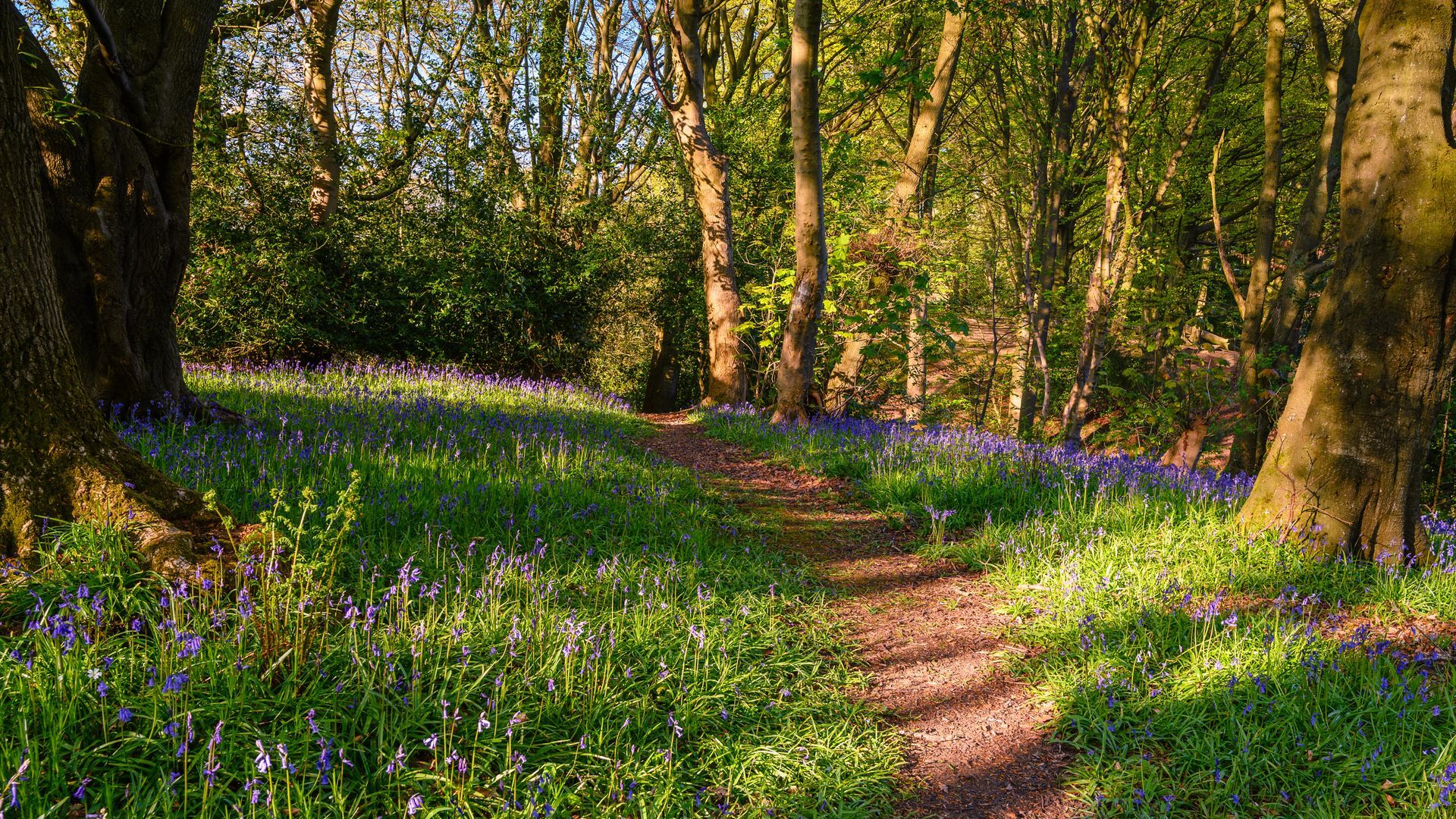 Sentier boisé serpentant à travers une forêt ensoleillée, parsemée d'herbe verte et de fleurs sauvages violettes.