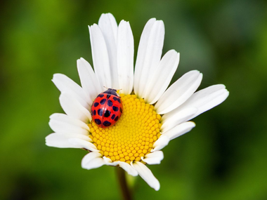 Coccinelle rouge sur une marguerite blanche à cœur jaune, sur fond vert flou.