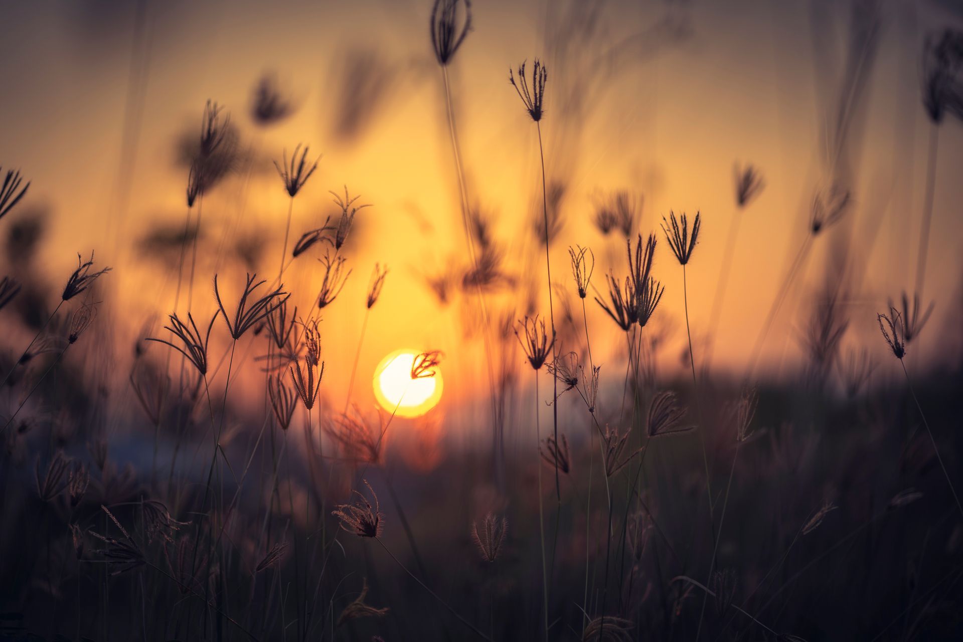 Le soleil couchant illumine les herbes sauvages qui se découpent en silhouettes sur un ciel orange doux.