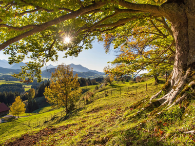 Colline ensoleillée, sous une canopée d'arbres, surplombant montagnes et vallée aux couleurs d'automne