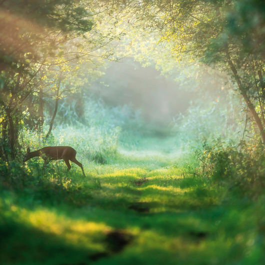 Des cerfs broutent dans une clairière ensoleillée et brumeuse, parmi des arbres aux teintes chatoyantes.