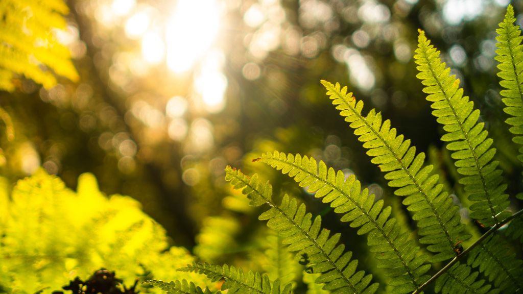 Fougères vertes baignées de soleil dans une forêt avec un arrière-plan, bokeh doré et chaud
