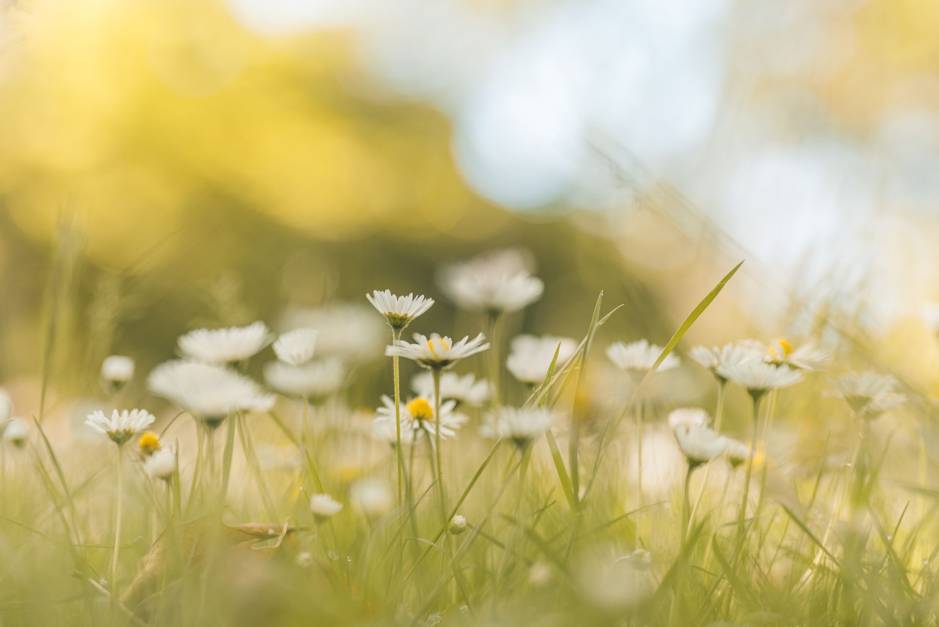 Des marguerites blanches en fleurs dans une herbe douce sur un fond jaune chaud et flou