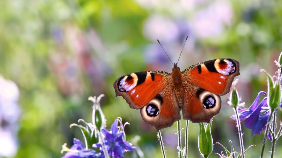 Papillon orange parmi des fleurs sauvages violettes dans une prairie