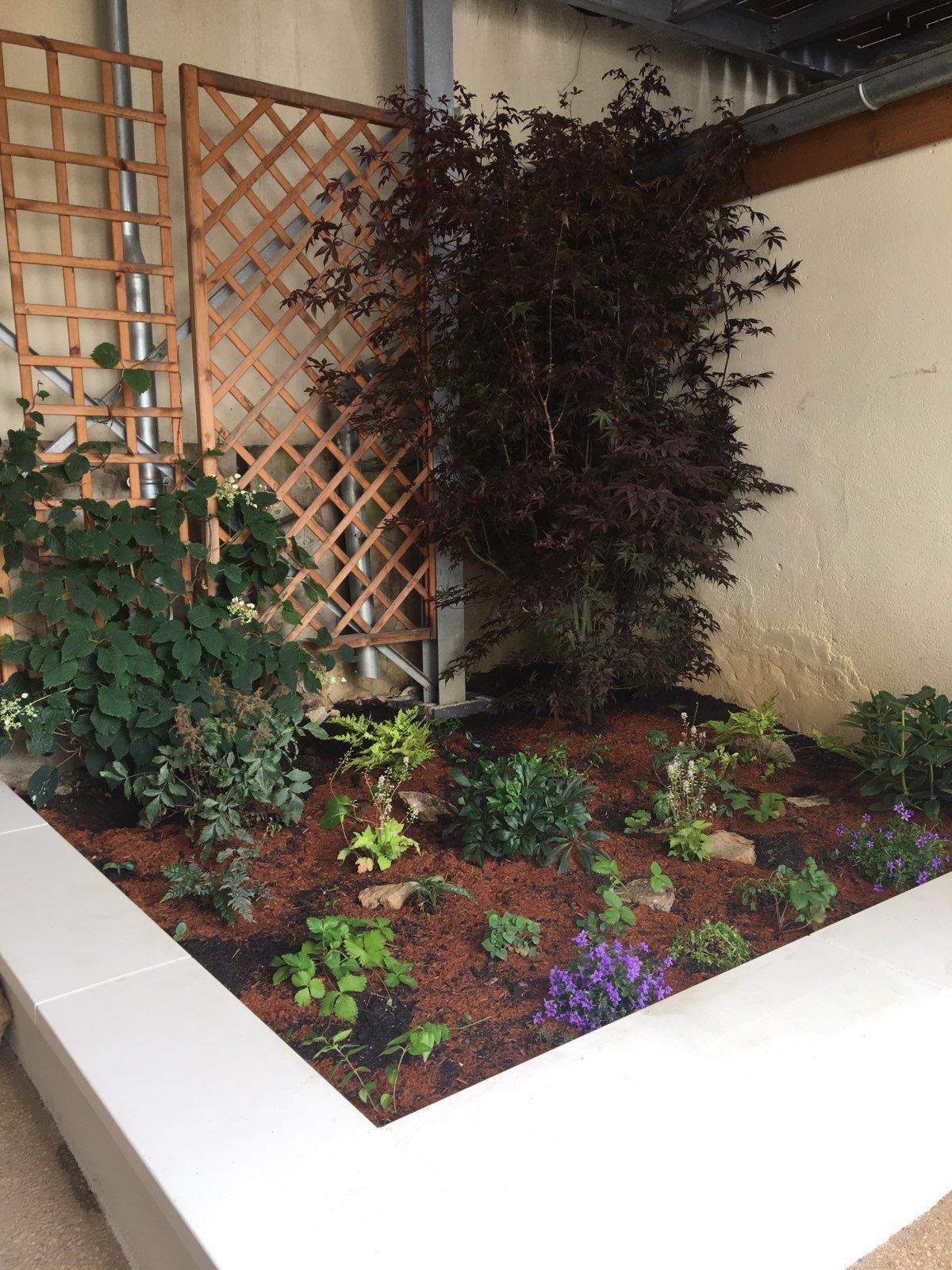 Plusieurs petites plantes