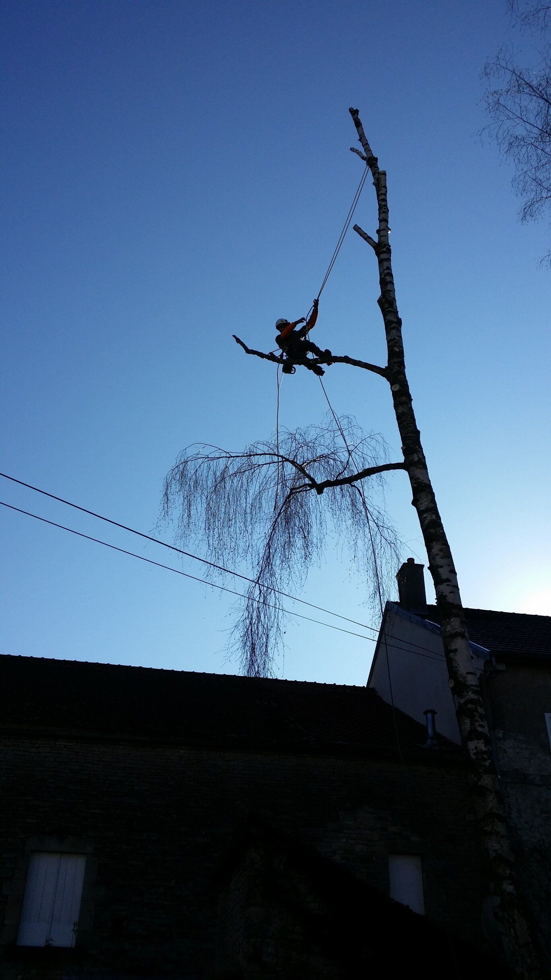 Notre élagueur-grimpeur