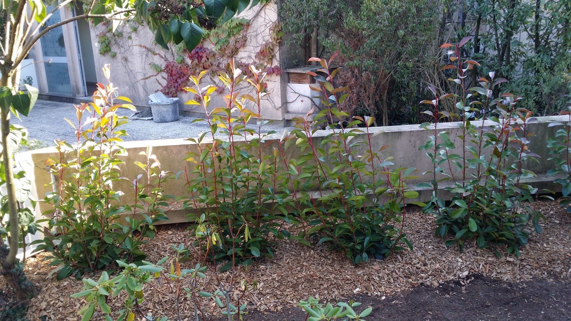 Plantations avec paillage