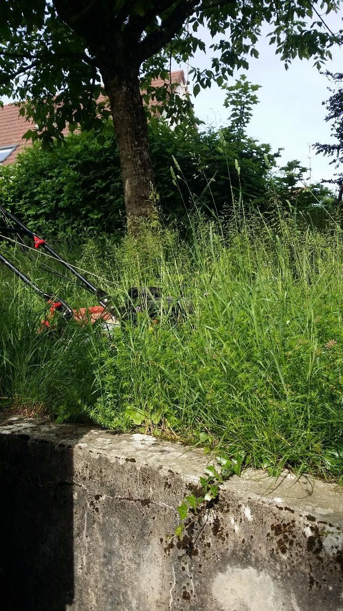 Une pelouse qui avait besoin d'être tondue