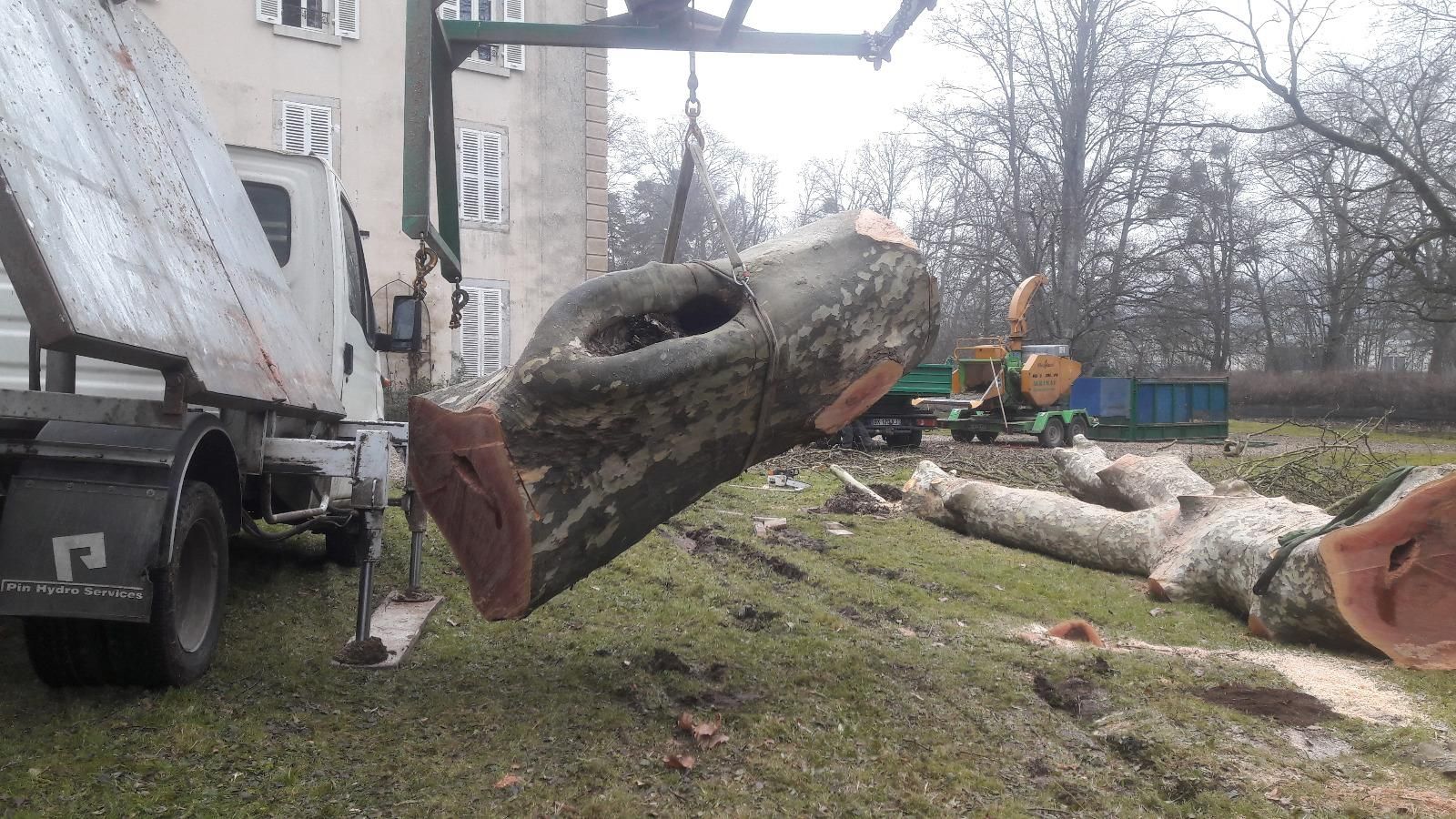 Arbre coupé en suspension