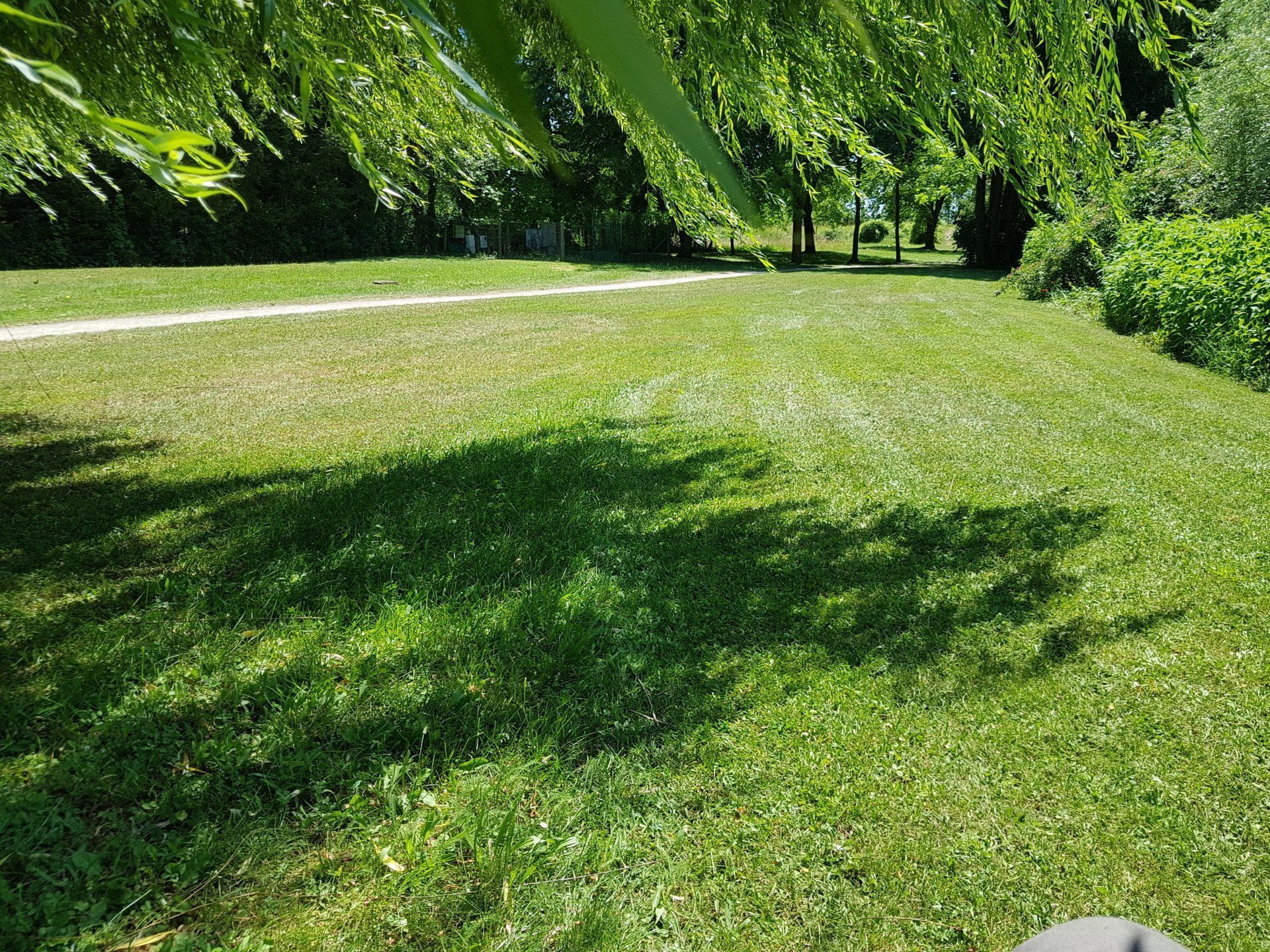 Pelouse tondue