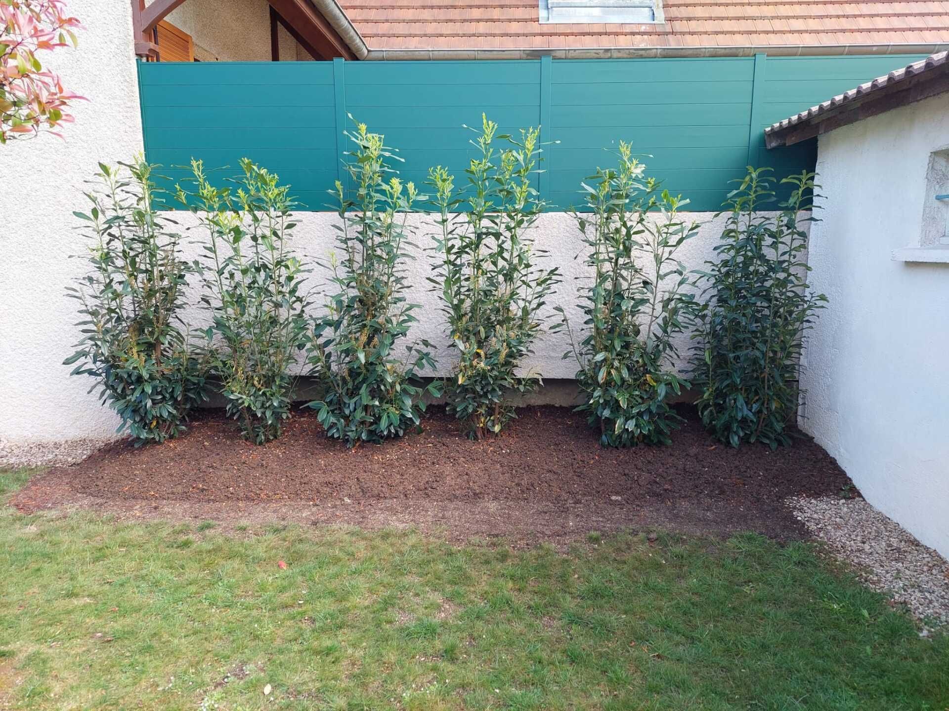 Arbustes tout juste plantés