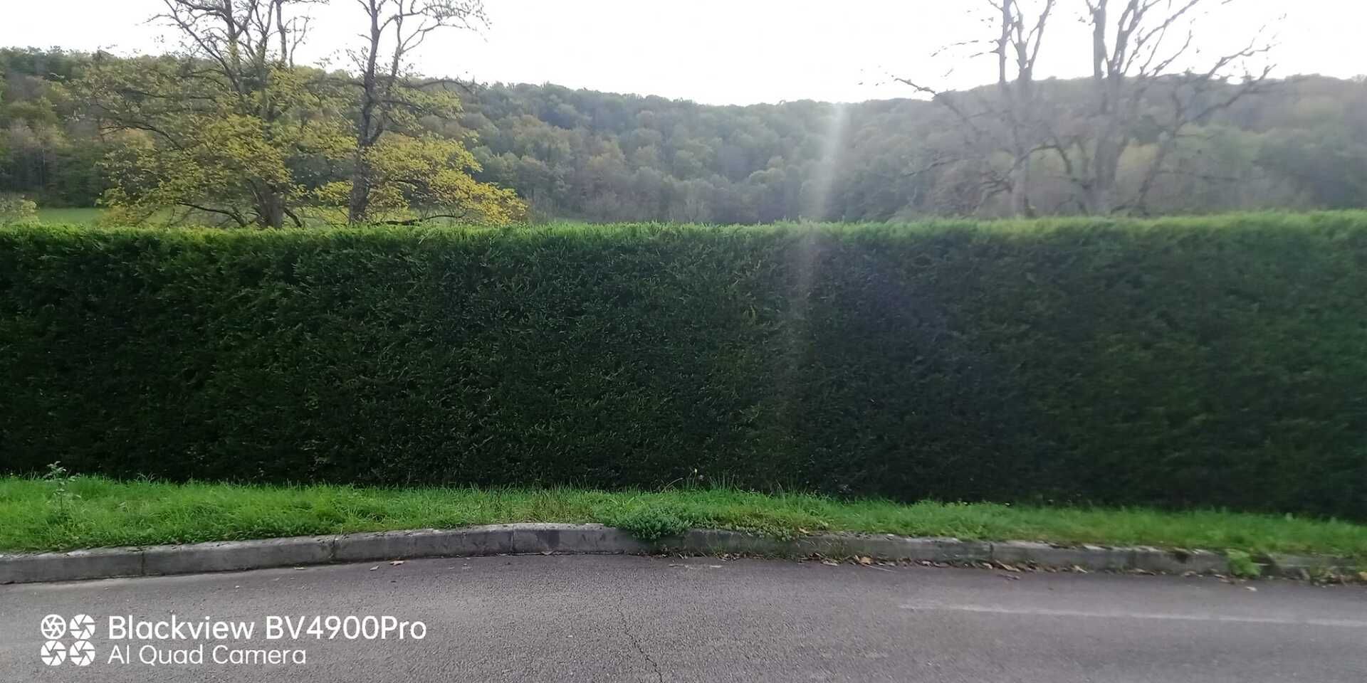 Une haie taillée