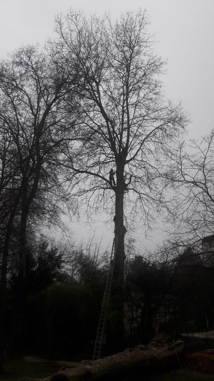 Notre élagueur est en hauteur