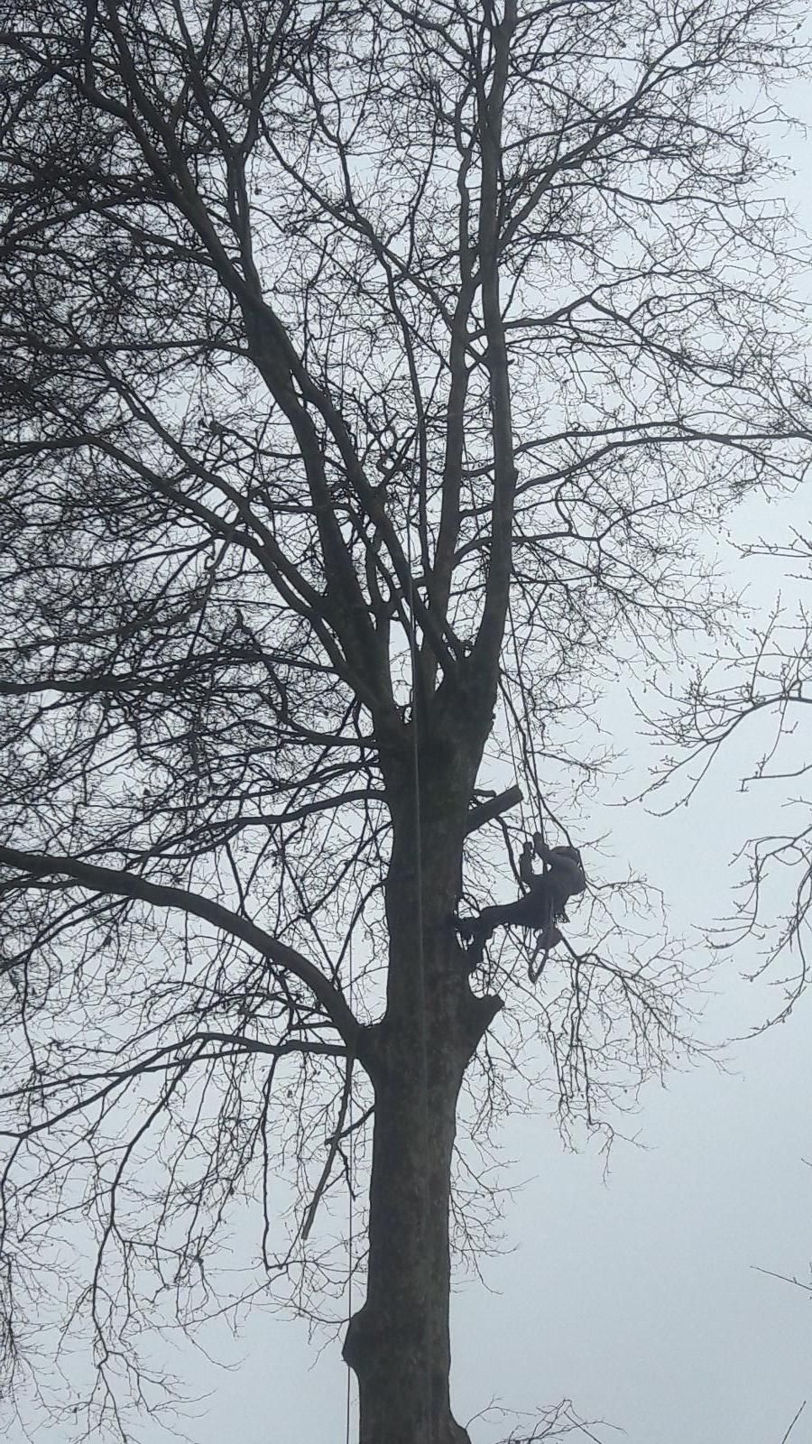 Notre élagueur courageux