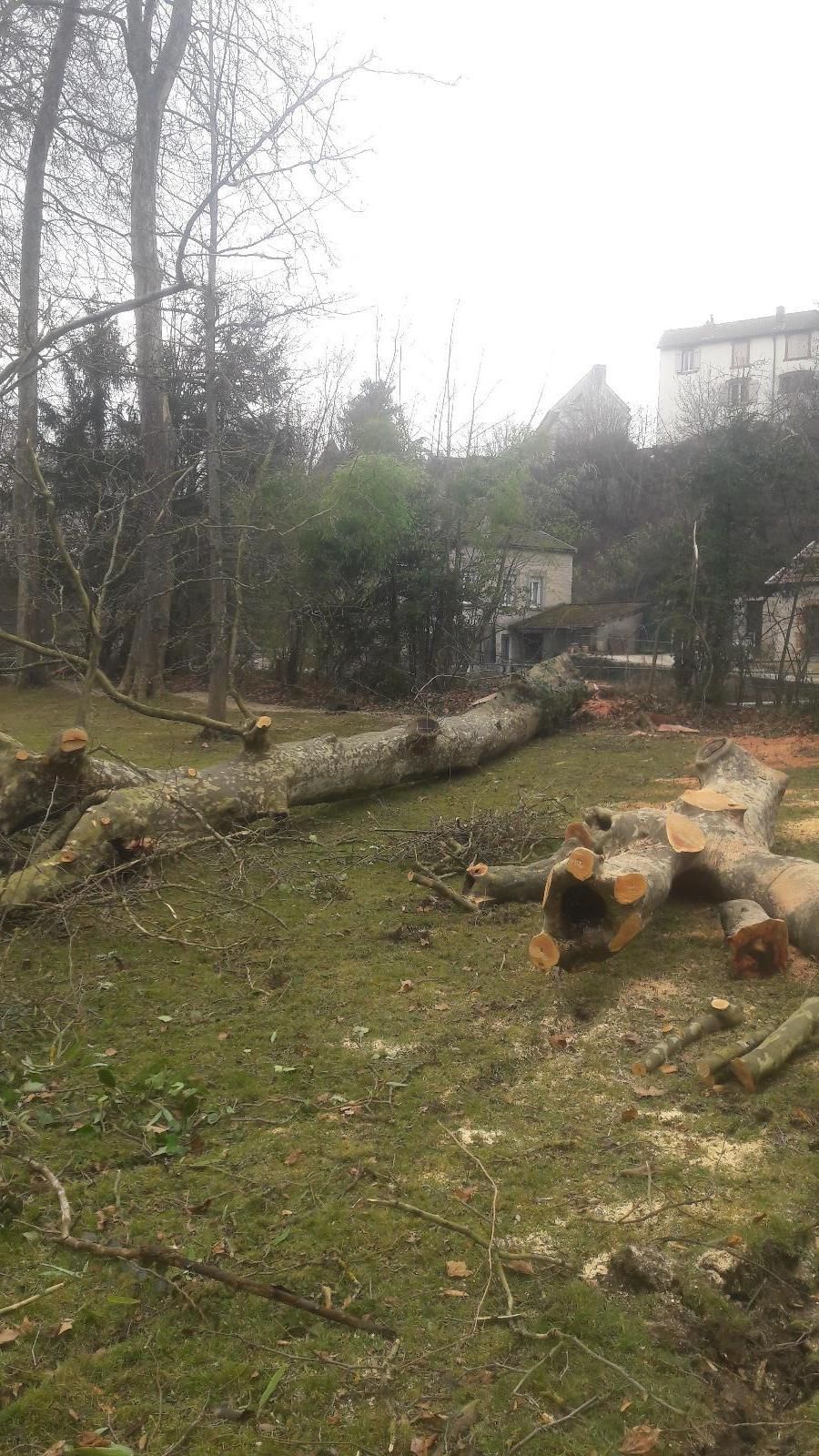 Arbre coupé à terre