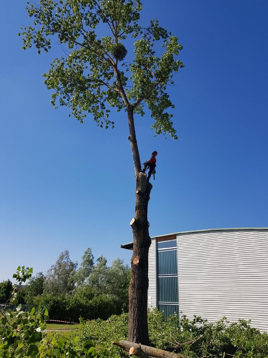 Notre élagueur s'occupe d'un arbre