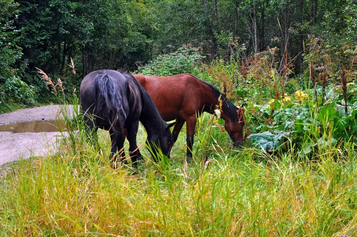 Dos caballos pastan en la hierba junto a un camino de tierra.