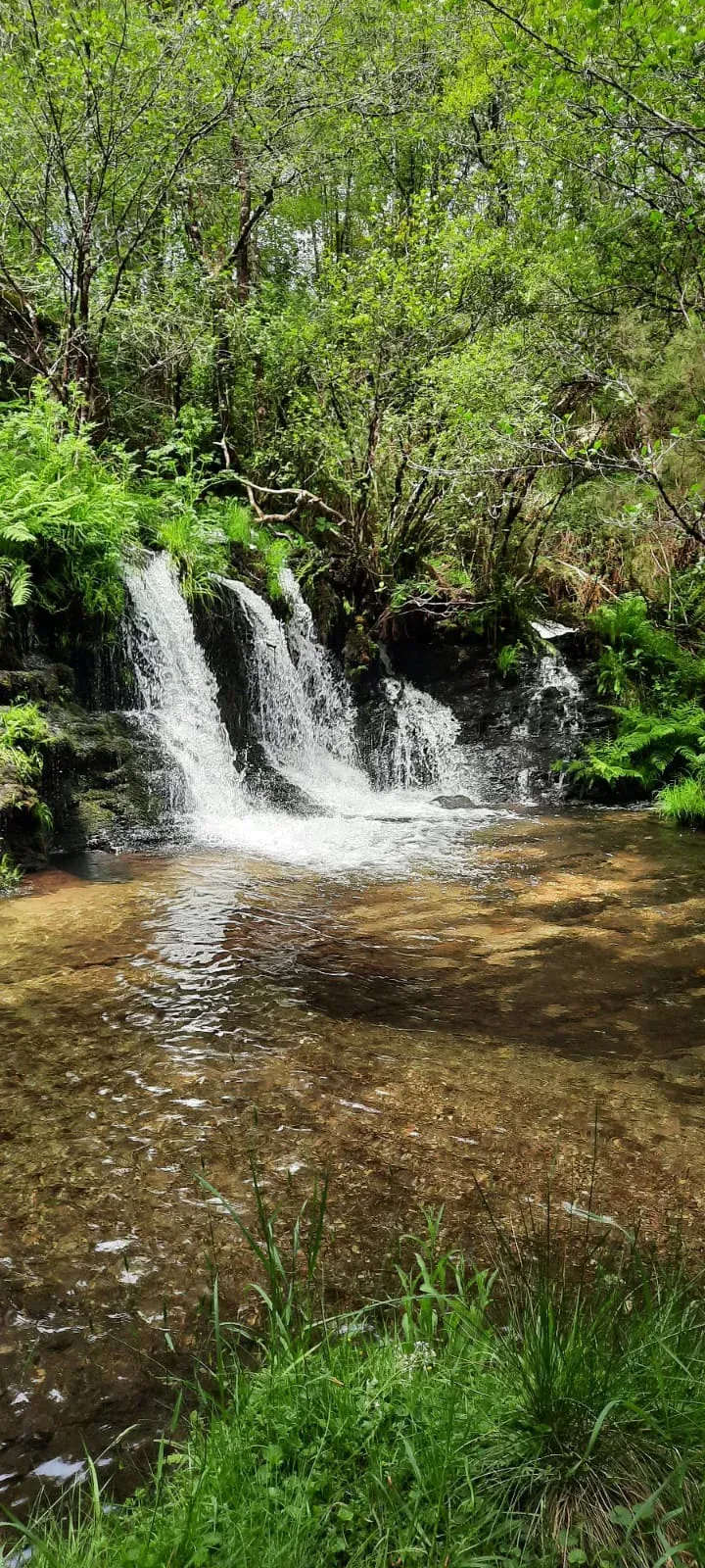 Una pequeña cascada está rodeada de árboles y césped en medio de un bosque.