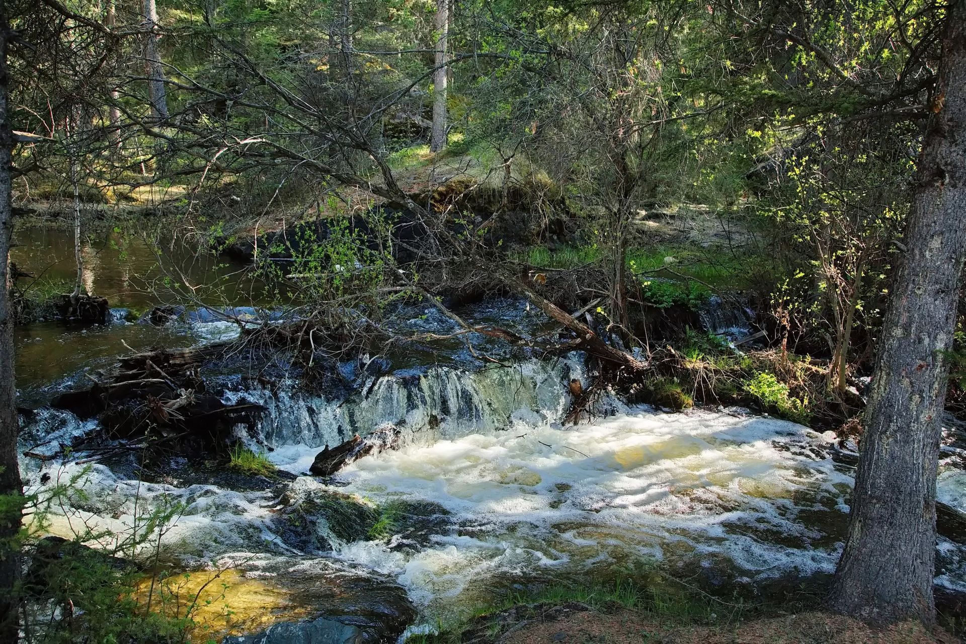 río en bosque