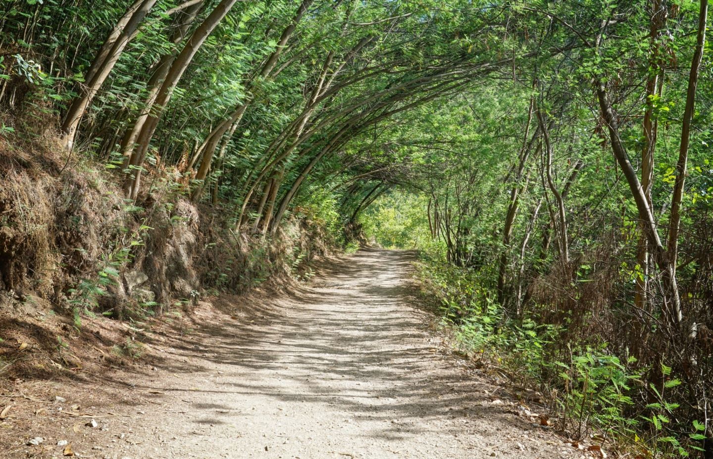 Un camino de tierra que atraviesa un exuberante bosque verde.