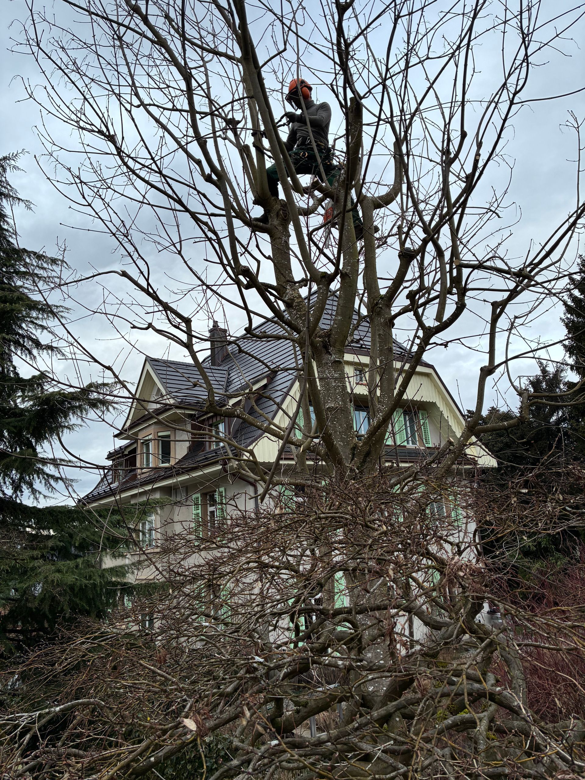 Eine Person beschneidet an einem bewölkten Tag einen hohen, blattlosen Baum vor einem Haus.