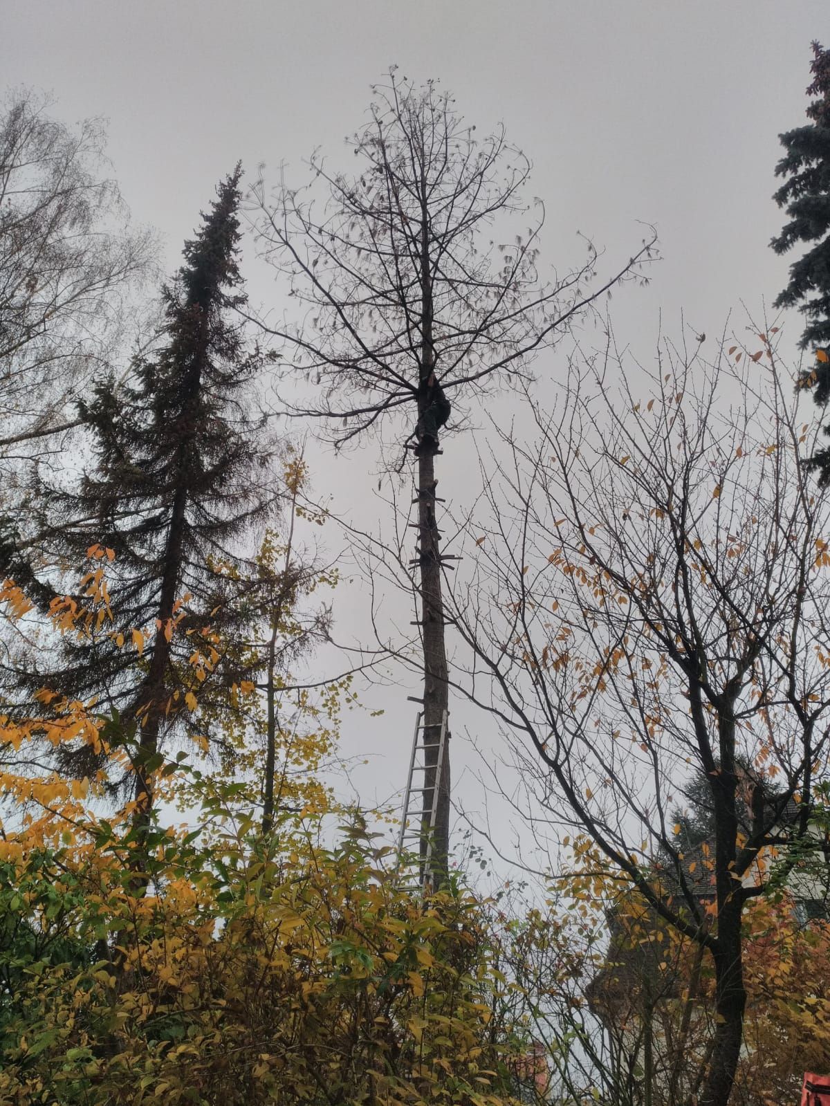 Kahle Bäume und immergrüne Sträucher zeichnen sich in einem Waldgebiet vor einem grauen Himmel ab.