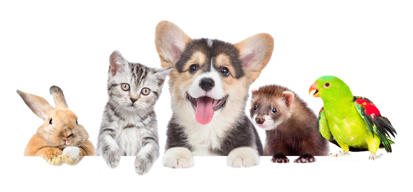 Kleintiermedizin von Kaninchen über Frettchen bis Papagei Kleintiergruppe bestehend aus je einem Kaninchen, Katze, Welpe, Frettchen und Papagei