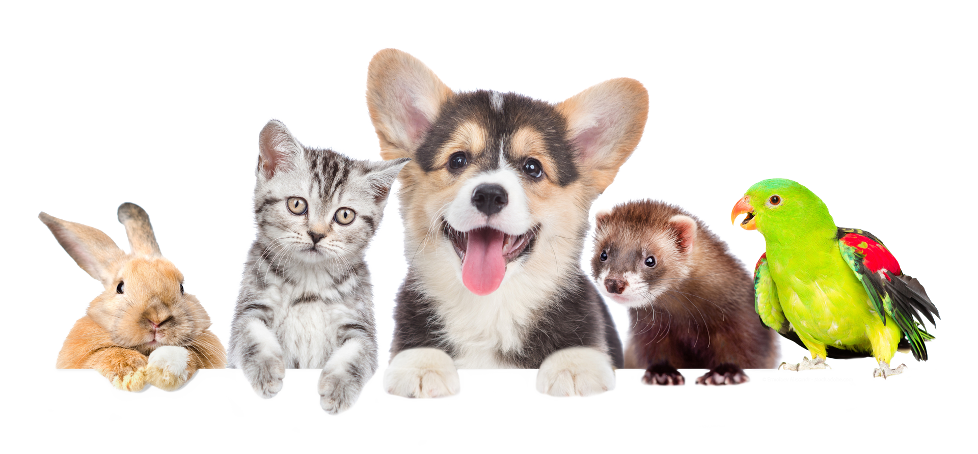 Kleintiermedizin von Kaninchen über Frettchen bis Papagei Kleintiergruppe bestehend aus je einem Kaninchen, Katze, Welpe, Frettchen und Papagei