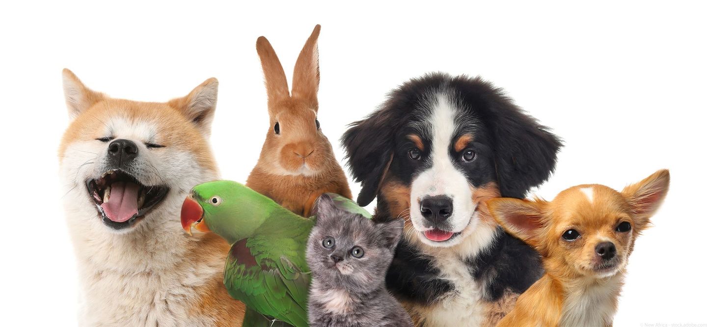 Gruppe bestehend aus Hund, Katze, Papagei und Kaninchen