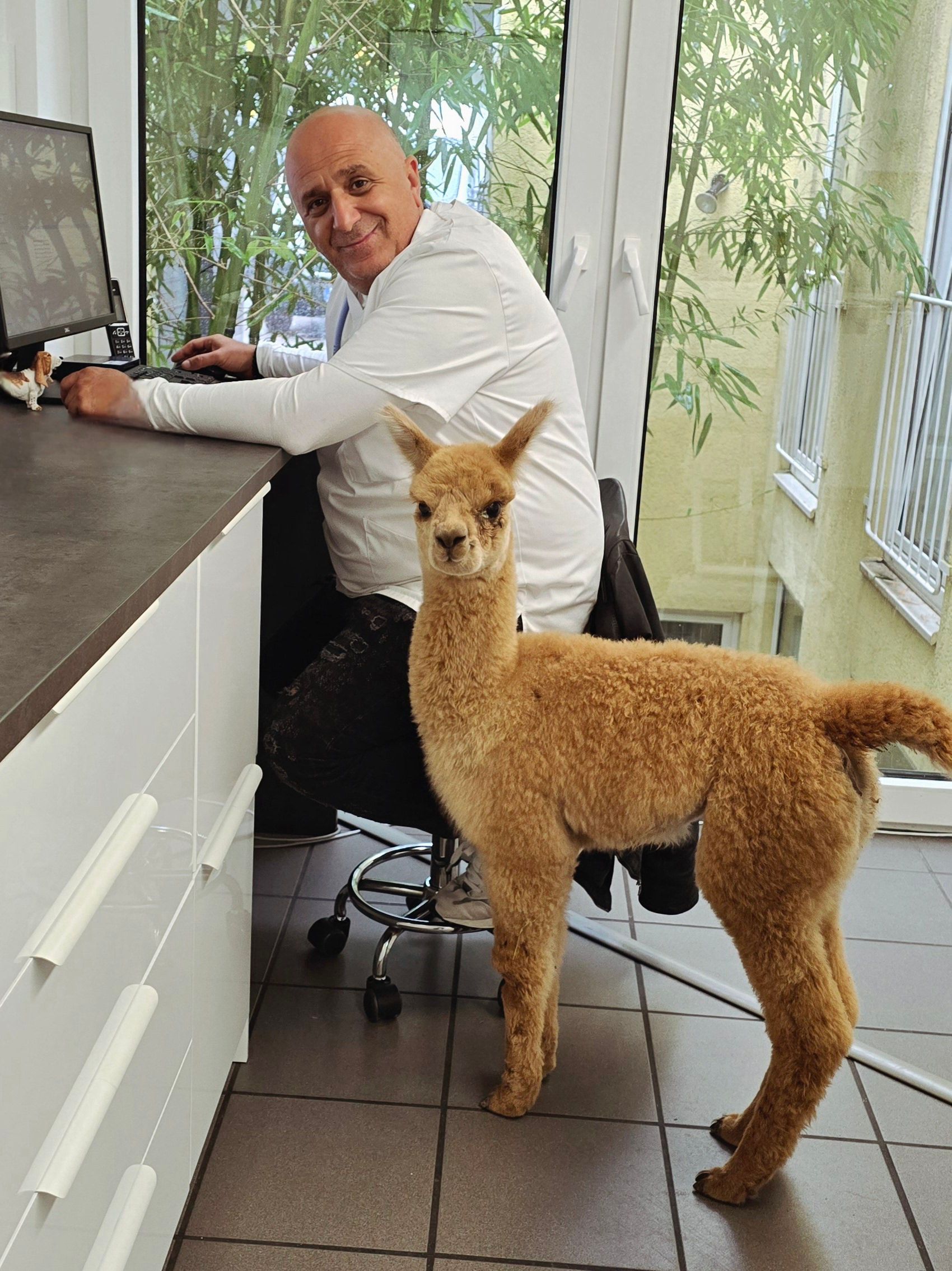 Dr. Shkumbin Memedi in seiner Praxis mit einem Baby-Alpaka neben ihm