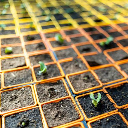 Plants de légumes qui poussent