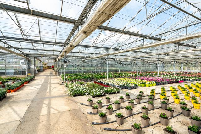 Serre de plants divers