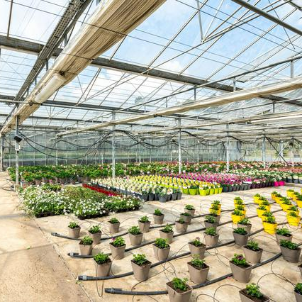 Pots de plantes en serre