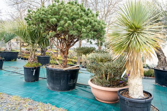 Plantes méditerranéennes