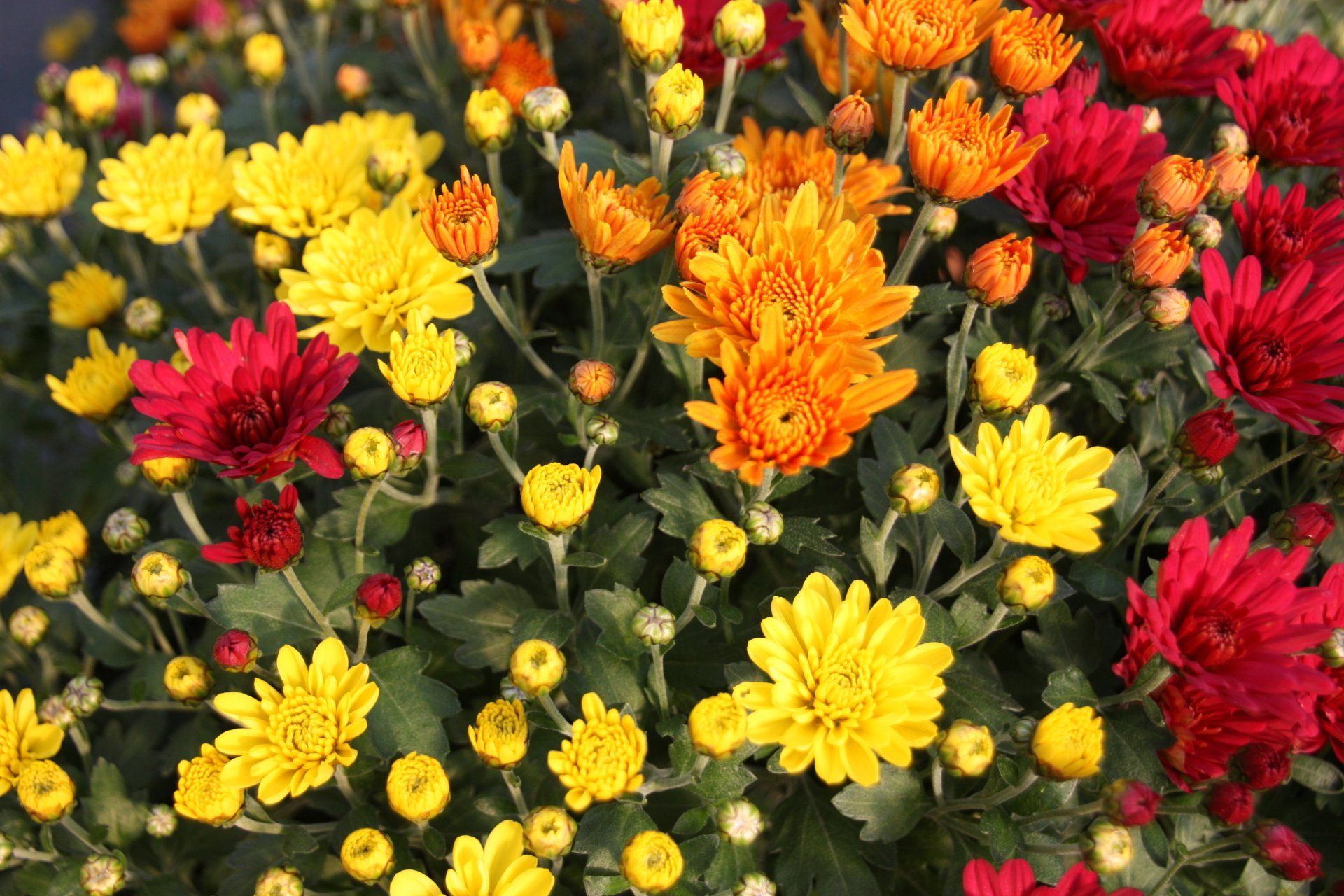 Boutons de chrysanthème