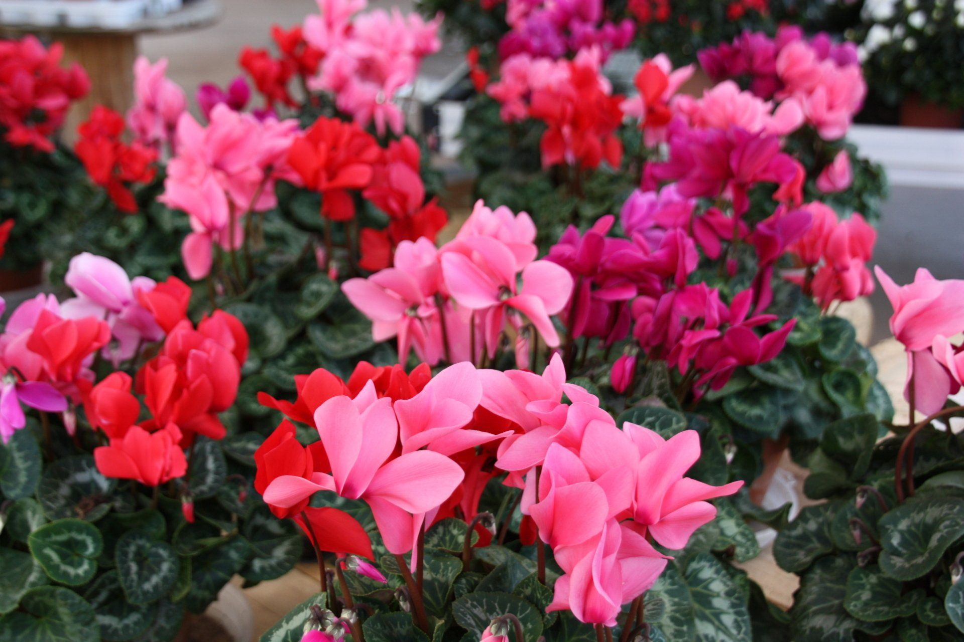 Cyclamen