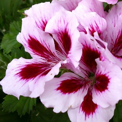 Fleurs rouges et roses