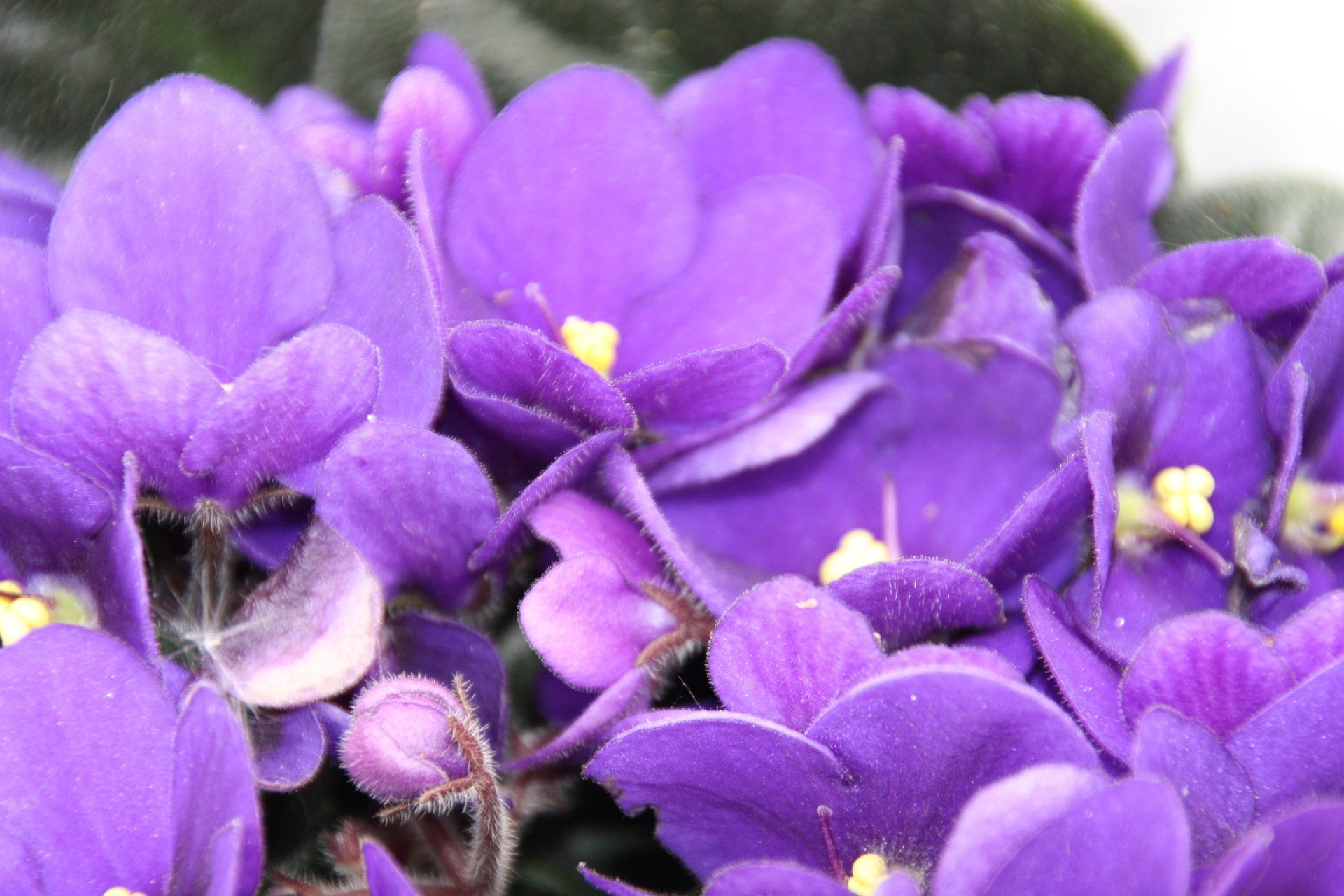 Fleurs violettes