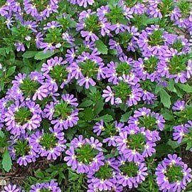 Scaevola
