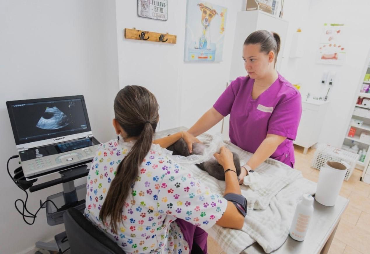 Dos técnicos veterinarios realizan una ecografía a un gato en una clínica; uno monitorea la pantalla, el otro sostiene al gato.