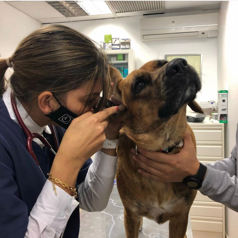 Veterinarios examinando un cachorro de labrador amarillo con un estetoscopio.