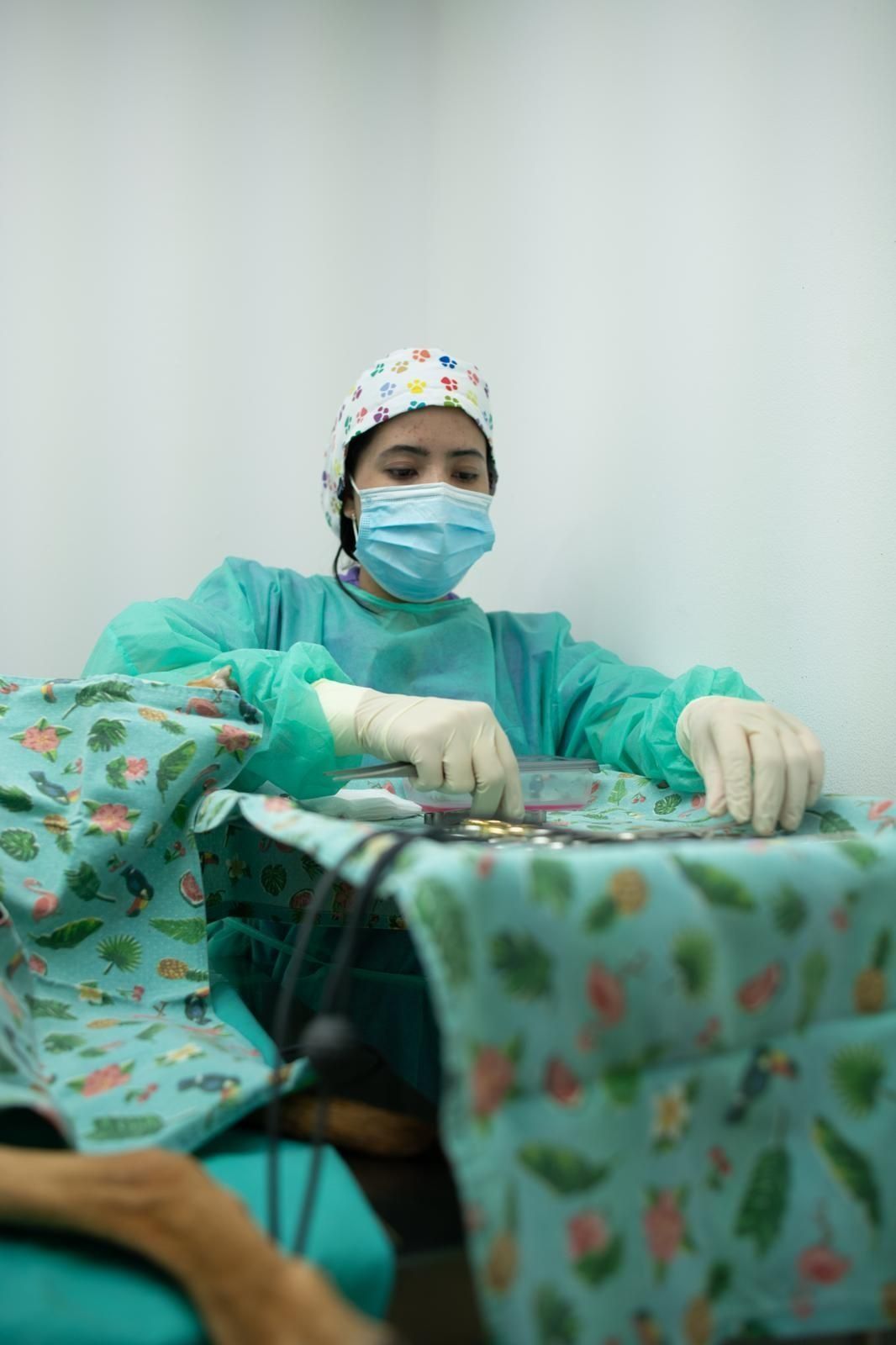 Veterinario con uniforme, mascarilla y guantes preparando instrumentos quirúrgicos, operando a una mascota, en el interior.